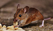 rodent-control Experts in Cornwall Ctr